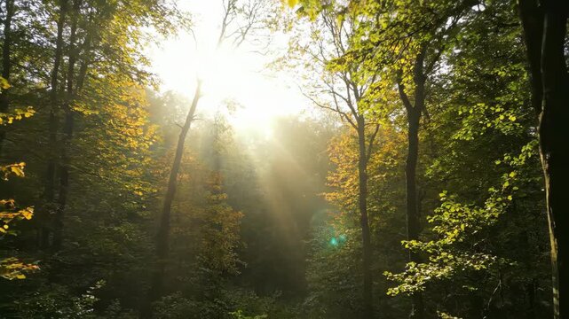 Sunlight filters through trees in a forest with green and yellow leaves.