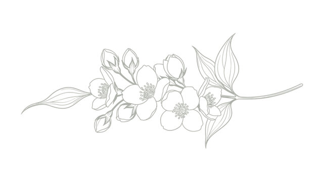 A delicate line drawing of a jasmine branch with blooming flowers and buds, set against a white background.