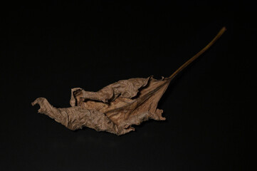 黒い背景に枯葉02