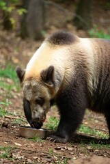 Large bear with distinctive cream and dark fur eating from a metal bowl in a