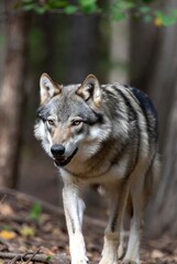 Fototapeta premium Majestic grey wolf with amber eyes walking through a natural forest environment