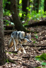 Obraz premium Alert coyote walking through a sun-dappled forest with earthy tones and green