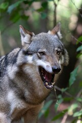 Fototapeta premium Intense gray wolf snarling, revealing sharp teeth and pink tongue in a