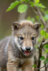 Fototapeta premium Close-up of an adorable wolf pup with bright eyes in blurred green forest