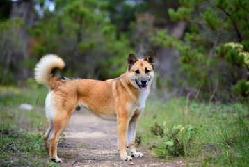 A beautiful dingo-like dog standing on an earthy path in a vibrant green forest.