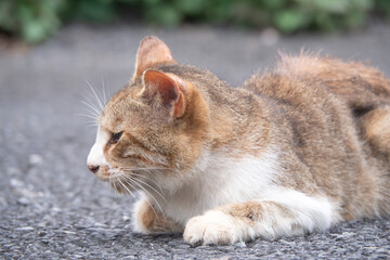 リラックスする地域猫