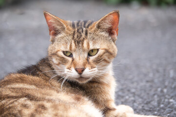 リラックスする地域猫