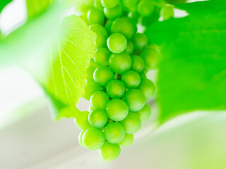青々としたブドウ