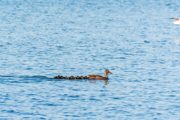 Fototapeta premium A family of ducks, a duck and its little ducklings are swimming in the water. The duck takes care of its newborn ducklings. Mallard, lat. Anas platyrhynchos