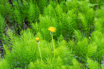 Field of yellow dandelions. Taraxacum officinale, the common dandelion © Dmitrii Potashkin
