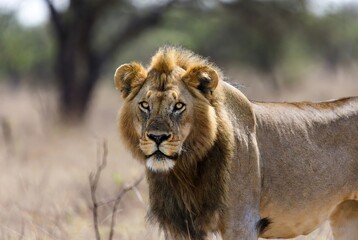 Obraz premium Young male lion with a developing mane stares intently in a savanna landscape