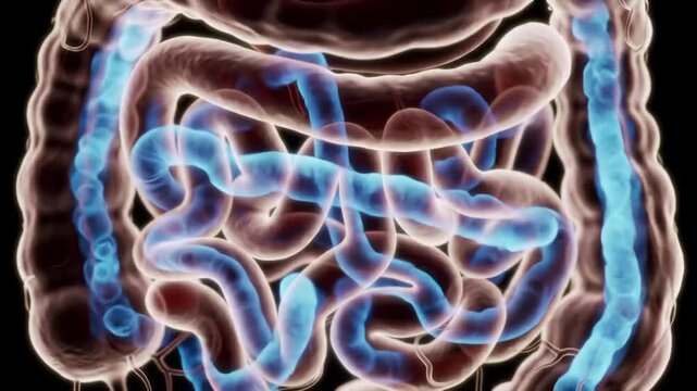 A computer-generated image of the human intestines with glowing blue and purple hues on a black background