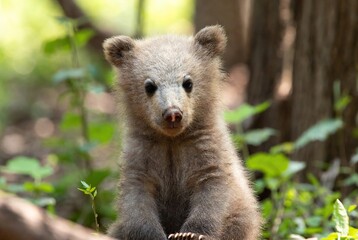 Adorable fluffy brown bear cub looking directly at viewer in wild forest