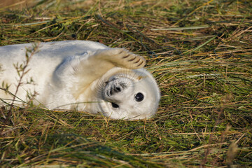 Fototapeta premium Babby seals born on Donna Nook nature reserve and Seal Sanctuary. Donna Nook is a point on the low-lying coast of north Lincolnshire, England,