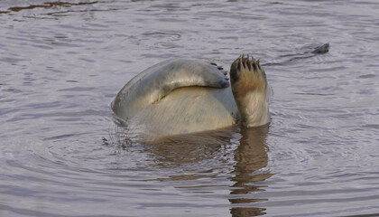 Fototapeta premium Babby seals born on Donna Nook nature reserve and Seal Sanctuary. Donna Nook is a point on the low-lying coast of north Lincolnshire, England,