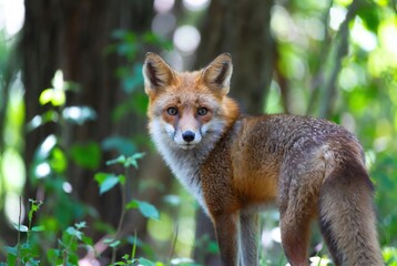 Alert wild red fox with bright eyes standing in a lush green forest clearing