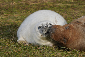 Babby seals born on Donna Nook nature reserve and Seal Sanctuary. Donna Nook is a point on the low-lying coast of north Lincolnshire, England,