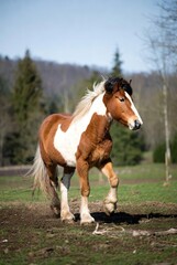 Beautiful pinto horse with flowing mane trotting in a sunny outdoor field