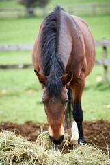 Graceful brown horse with black mane grazing on fresh hay in a vibrant green