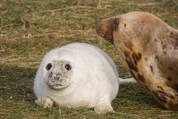 Babby seals born on Donna Nook nature reserve and Seal Sanctuary. Donna Nook is a point on the low-lying coast of north Lincolnshire, England,