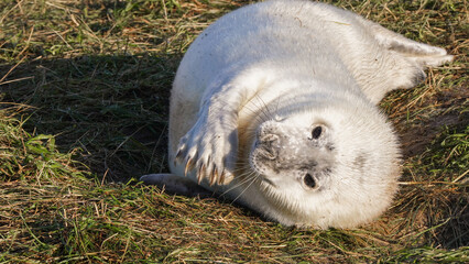 Babby seals born on Donna Nook nature reserve and Seal Sanctuary. Donna Nook is a point on the low-lying coast of north Lincolnshire, England,