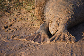 Babby seals born on Donna Nook nature reserve and Seal Sanctuary. Donna Nook is a point on the low-lying coast of north Lincolnshire, England,