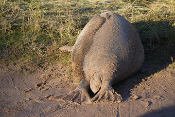 Babby seals born on Donna Nook nature reserve and Seal Sanctuary. Donna Nook is a point on the low-lying coast of north Lincolnshire, England,