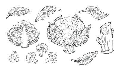 Cauliflower sketch vector illustration with details isolated on transparent background drawing