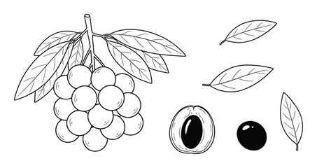 Hand drawn longan with leaves and seeds isolated on background vector illustration set