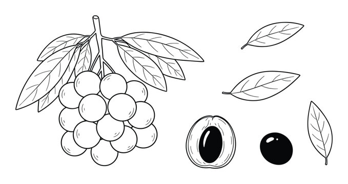 Hand drawn longan with leaves and seeds isolated on background vector illustration set