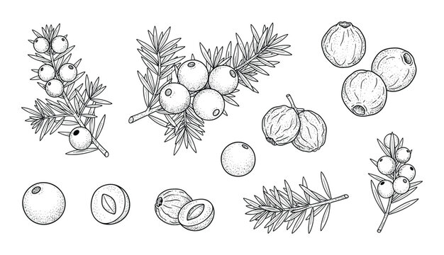 Juniper berries and leaves illustration in vintage engraving style isolated on background