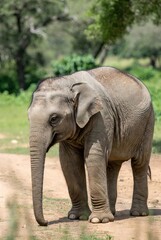 Obraz premium A young grey elephant calf standing alone on a sunny dirt path outdoors