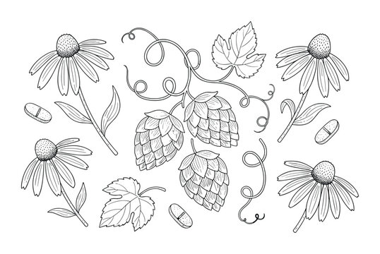 Set of echinacea hops flowers and leaves isolated on transparent background herbal remedy