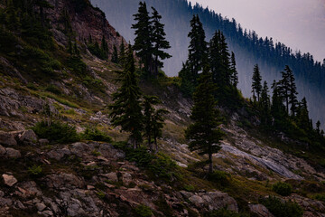 Obraz premium pine tree in the mountains