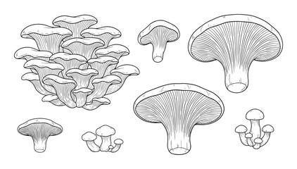 Set of oyster mushroom vector illustration in sketch style isolated on white