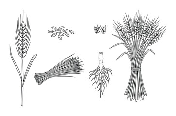 Set of wheat grain, root and sheaf vector illustration in sketch style isolated on white