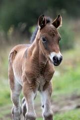 Fototapeta premium Fluffy brown foal with white muzzle standing in natural green setting