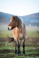 Obraz premium Sturdy wild horse with a shaggy mane standing in a grassy mountain field