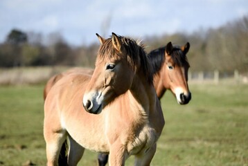 Obraz premium Two tranquil horses grazing in a vibrant green pasture under a bright blue