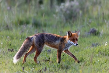 Red fox with reddish-brown fur walking through a vibrant green grassy field
