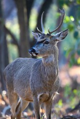 Fototapeta premium Portrait of a graceful wild buck deer standing within a natural forest