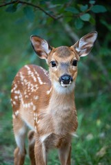 Adorable spotted fawn deer standing in natural blurry green forest environment