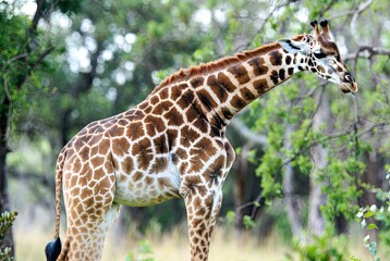 A majestic giraffe stands in a natural green environment, reaching down to graze on…