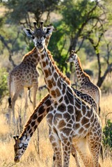 Obraz premium An alert giraffe with its herd in a sunlit African savanna