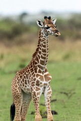 Obraz premium Adorable young giraffe calf standing gracefully in its natural grassland