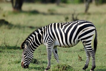Fototapeta premium Wild zebra grazing peacefully in a lush green savanna landscape during the