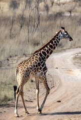 Obraz premium Reticulated giraffe gracefully walks across a dusty safari road in dry African