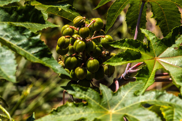 Obraz premium Castor beans plant on field in Brazi ricinus communis seeds and flowers with selective focus
