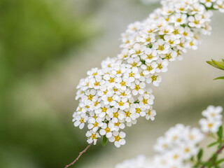 Beautiful white flowers Spirea aguta or Brides wreath.