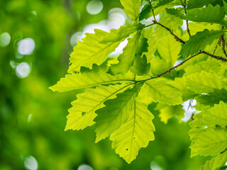 Green oak leaves background. Plant and botany nature texture. green oak leaves in woods